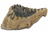 Fossil Woolly Mammoth Lower M Molar - Poland #370358-1